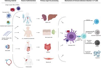 Frontiers Antigen Specific Immune Tolerance In Multiple Sclerosis